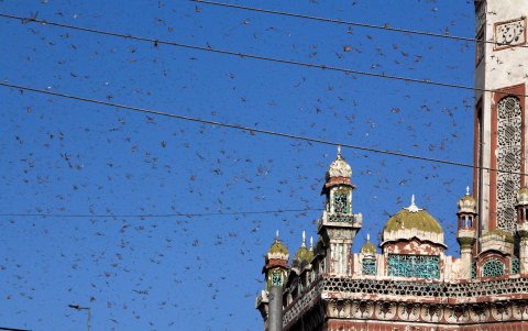 MULTAN. En estos días, el cielo se llena de langostas. Lo invaden todo. El país vive la peor temporada de estos insectos en 25 años.