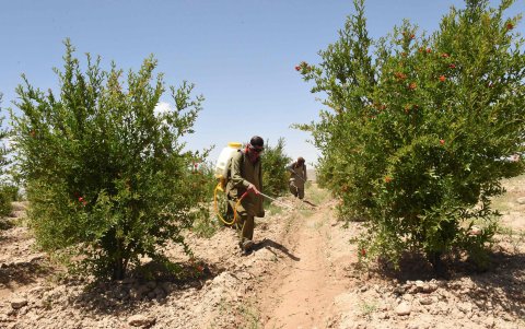 PISHIN. Algunos agricultores combaten las langostas con insecticidas. En este caso, estos bichos no sirven para producir alimento para pollos. Están contaminados.