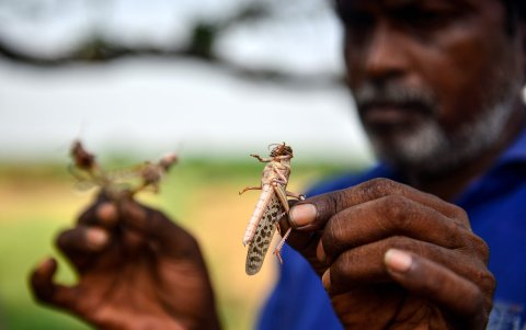 ALLAHABAD. Un agricultor muestra dos especímenes de langostas recogidas en la zona rural de esta ciudad paquistaní.