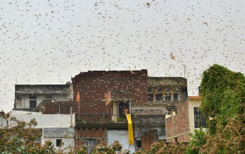 ALLAHABAD. La zona urbana también se ve poblada de langostas. Así sucede en esta ciudad india.