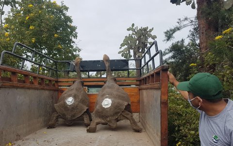 GALÁPAGOS. Diego, ES un ejemplar gigante que ayudó a salvar su especie al procrear 800 hijos, inició el viaje al amanecer de este lunes a la isla de la que fue sacado aparentemente hace 87 años.