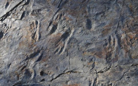 Las huellas miden entre 18 y 24 centímetros, indicando un cuerpo de 3 metros de largo.