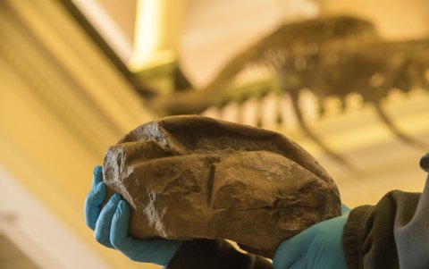 Imagen tomada en el Museo Nacional de Historia Natural.