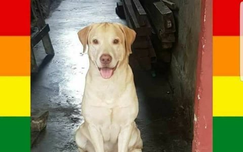 Las redes sociales son los medios más utilizados para la búsqueda de las mascotas perdidas.