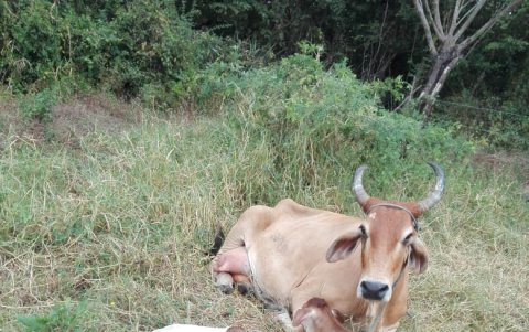 Estos son los terneros gemelos de Víctor Ochoa