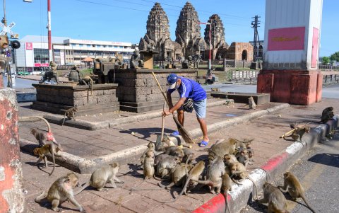 LOPBURI. Un vecino hace limpieza a un parque y aparece rodeado de monos, que se han vuelto un problema en estos días en los que no hay turistas.