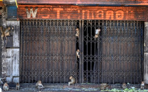 LOPBURI. Algunos comerciantes de esta ciudad han decidido cerrar sus locales, ante el imperio que han montado los monos por todos lados.