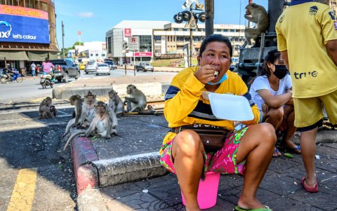 LOPBURI. Los habitantes de esta ciudad han decidido alimentar a los monos, pero reconocen que lo invertido en comida, resulta suficiente para toda la población de estos macacos.