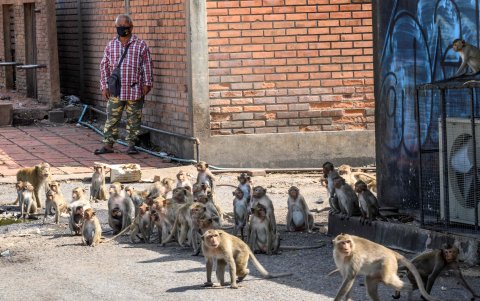 LOPBURI. Grandes grupos de monos recorren las esquinas de esta ciudad, en busca de alimentos. Hasta ingresan a los locales comerciales y a las casas.