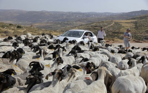 NAPLUSA. Unos israelíes observan un rebaño de ovejas pertenecientes a colonos de un puesto de avanzada cercano del asentamiento de Itamar.