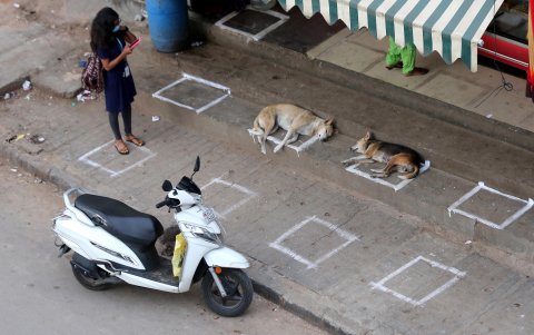 Bangalore.- Una niña respeta el distanciamiento social, mientras dos perros se acuestan dentro de los cuadrados dibujados con tiza en una acera, frente a una panadería.