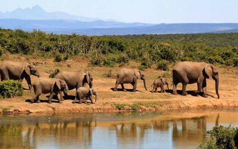 El ecosistema de Amboseli, al pie del monte Kilimanjaro, enfrenta la pérdida de hembras adultas y sus crías.