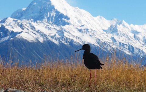 La población de kakī ha aumentado en un 30%, el mayor crecimiento en 40 años.