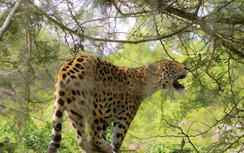 El zoológico de Quito reabrió sus puertas al público adoptando medidas para asegurar el distanciamiento.
