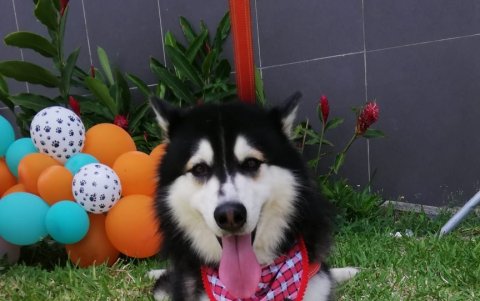 Logan tiene el Síndrome del perro nadador.