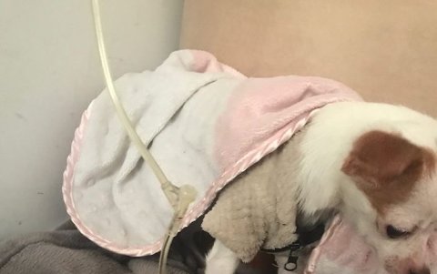 Donna, debido a la Babesia, sufrió un derrame cerebral.