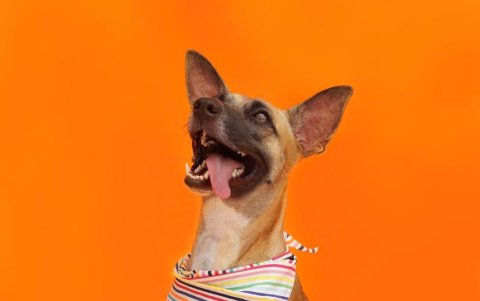 Bambie estaba llena de garrapatas y desnutrida