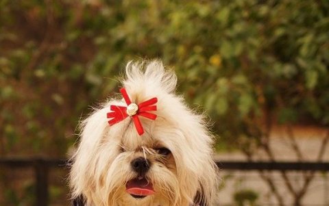 Chiki perdió su ojo y sus dueños la miman en casa.