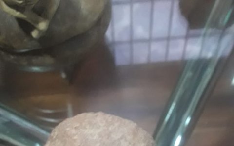 Hay piezas que no solo tienen un valor histórico sino monetario, que pueden pasar los 4 millones de dólares.