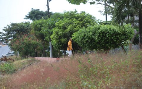 Maleza. Los habitantes del norte de Guayaquil aseguran que en los sitios repletos de maleza hay enormes cantidades del insecto.