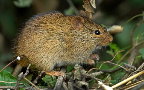La rata india de arbusto es el único representante vivo del género Golunda.