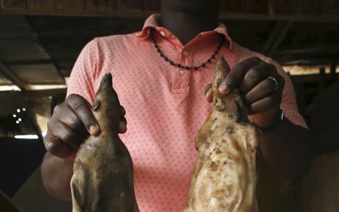 ABIDJAN. Un hombre muestra ratas preparadas. En Costa de Marfil, en las zonas rurales esta antigua tradición de cazar y vender carne de animales silvestres es su único medio de ingresos.