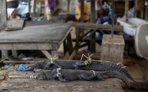 LAGOS. Los caimanes vivos capturados se muestran a la venta en un mercado húmedo en esta capital nigeriana.