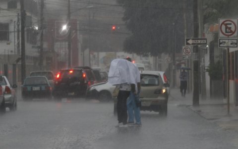 Las tempestades no solo causan efectos en las personas, sino con los árboles