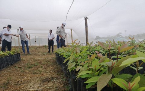 La calidad de los viveros es clave.