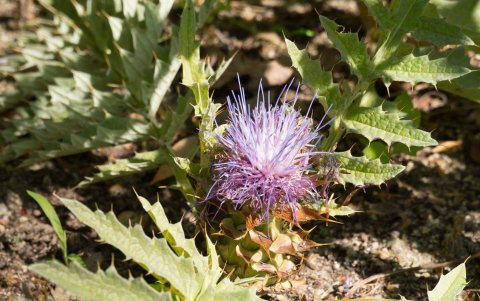La plantación de la 