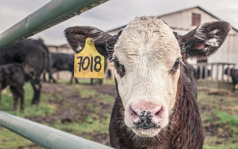 El ganado es la principal fuente de emisiones de metano en actividades agrícolas.