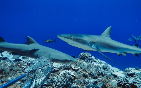 El estudio se llevó a cabo con más de 15 mil cámaras de cebo y se descubrió que casi no hay tiburones en 8 países.