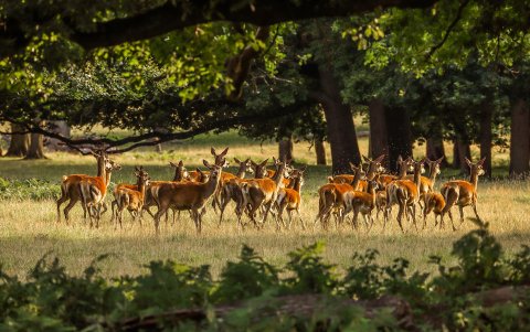 RB planea reconstruir 300.000 acres de tierra en Reino Unido.