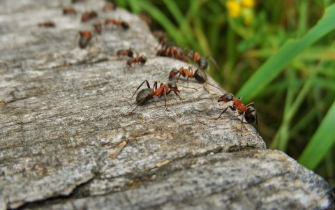 Los insectos pueden limitar la propagación de las plagas en sus colonias, a pesar de vivir en espacios de mucha cercanía.