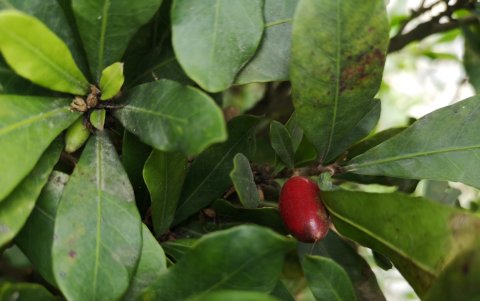 El fruto milagroso hace dulce lo agrio.