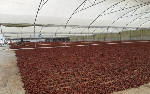 La fermentaciòn es vital para la calidad del CCN-51.