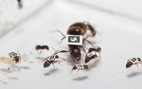 Observación del comportamiento de hormigas a través de códigos QR.