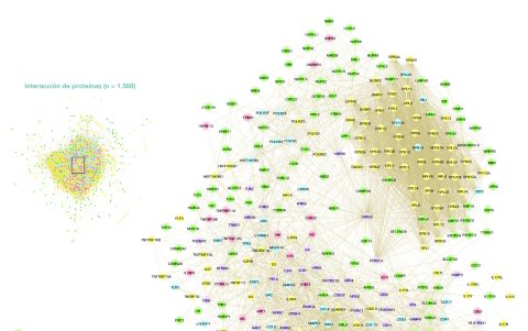 Gráfico de la Interacción de las proteínas humanas asociadas a la COVID-19 elaborado en el estudio de la UTE.