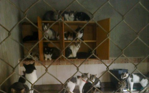 Los gatos están en adopción y esperan también la ayuda veterinaria, de alimentación y arena.