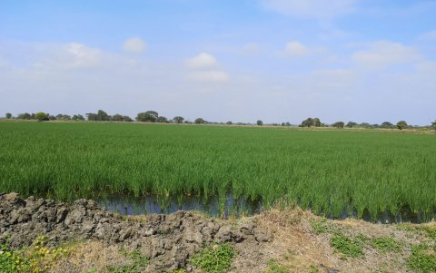 La producción de soca da resultados.