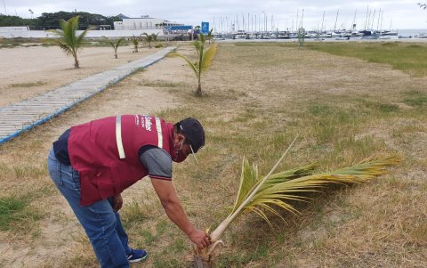 Las palmeras. Al menos doce fueron cortadas. Algunas fueron tapadas con arena y esparcidas en  varios puntos cercanos de la playa.