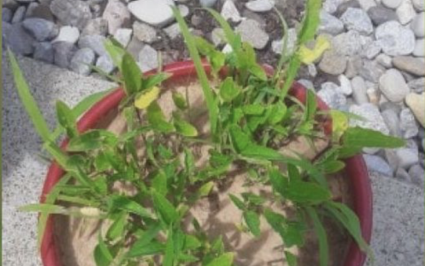 Esto es lo que brotó de la maceta de Lowery.