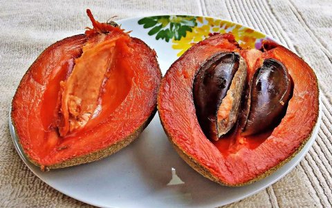 El mamey, caimito, cauge entre otros son frutas en peligro de extinción