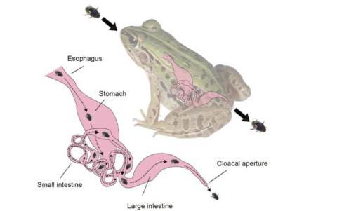 El supuesto viaje de R. attenuata a través del tracto digestivo de la rana.