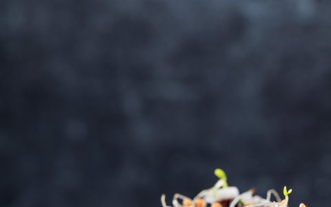 Pulpo chipotle con miel.