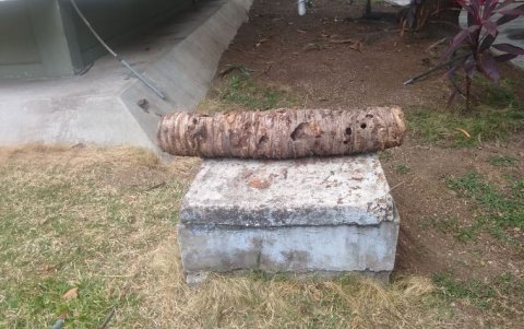 Situación. Así lucen los árboles de la Facultad de Arquitectura.