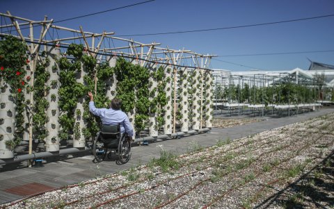 PARÍS. Pascal Hardy, un ingeniero agrónomo parisino de 57 años, a cargo del proyecto, ve este huerto urbano como un escaparate del potencial de estos cultivos alternativos.