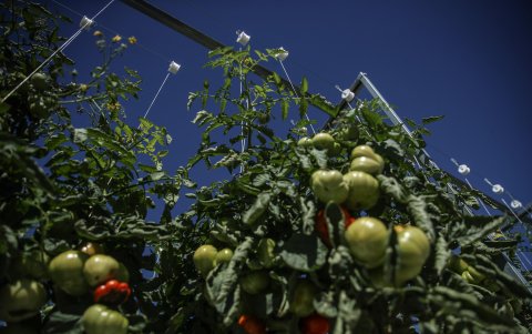 PARÍS. Unos cuantos tomates esperan madurar en uno de los techos de esta capital francesa. Son parte de la producción de un huerto que se ha convertido en el mayor de los que haya los techos de cualquier urbe europea.