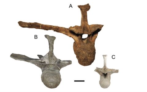 Comparación de vertebras dorsales de las tres especies de Deinosuchus. A. Hatcheri, B. Riograndesis, y C. Schwimmeri. La franja negra representa 5cm a escala.