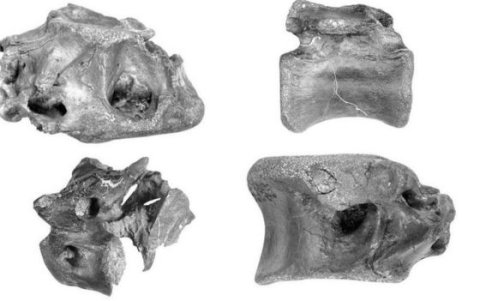Los cuatro huesos del Vectaerovenator fueron encontrados el año pasado.
